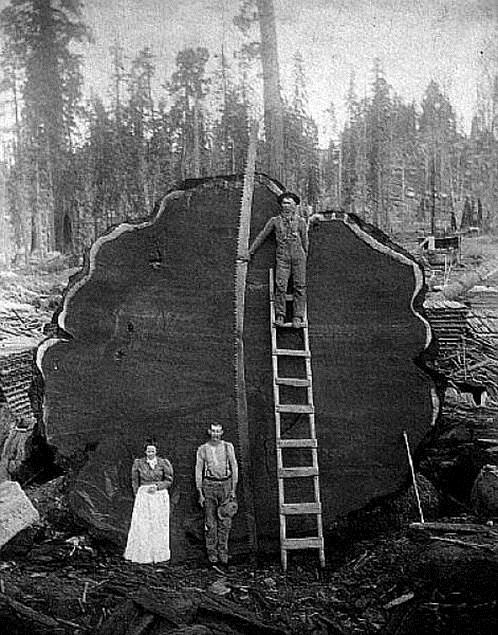 Logging
                                                          in the Pacific
                                                          Northwest